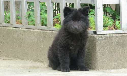 4 giống chó cỏ được phong tứ đại quốc khuyển của Việt Nam