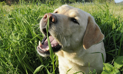 Góc giải đáp: Tại sao một số chú chó lại ăn cỏ?