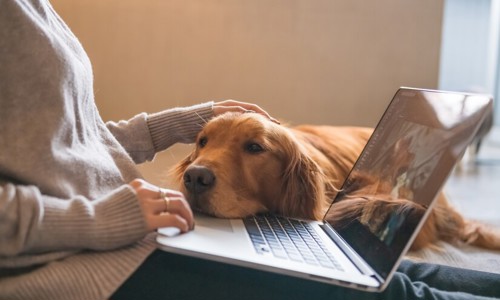 Chó của bạn có thích được âu yếm không? Giải mã lý do vì sao chó thích được âu yếm