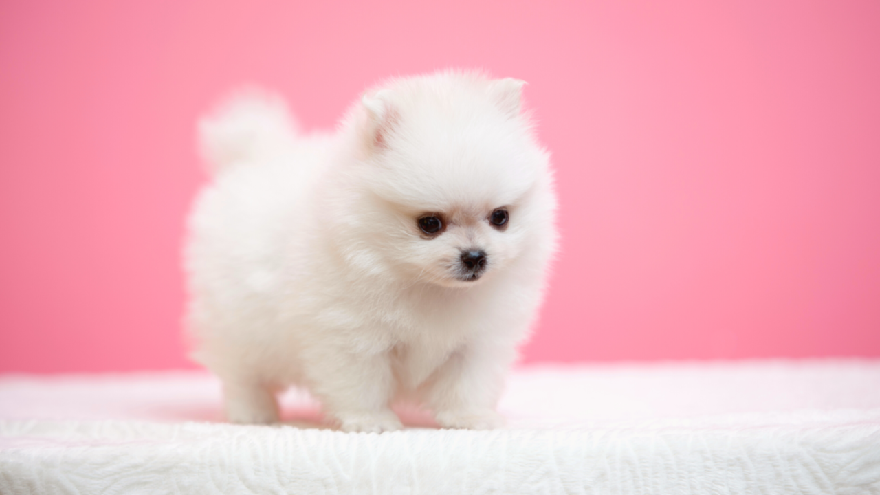 Top 6 giống chó Teacup đáng yêu khó cưỡng