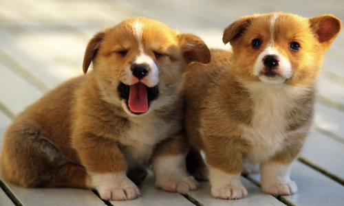 Những dấu hiệu của bệnh động kinh ở chó không nên coi nhẹ