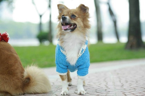 Hình ảnh chú chó mặc áo màu xanh 
