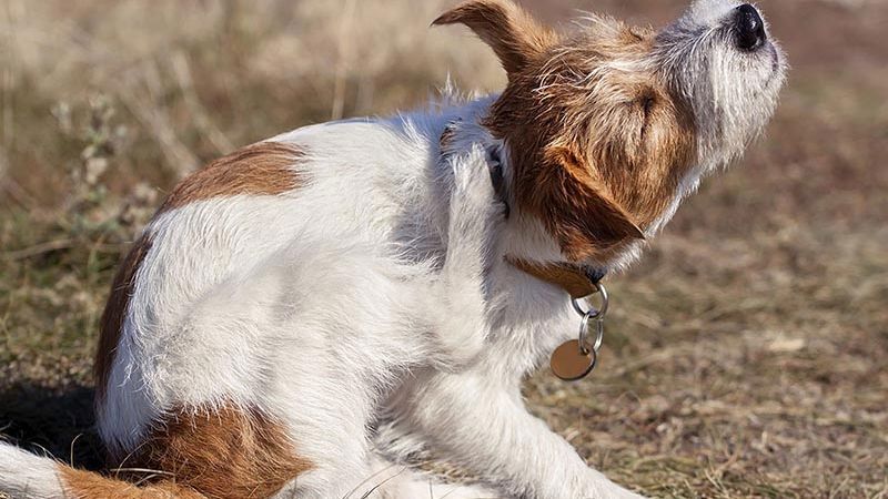 Một trong những nguyên nhân phổ biến khiến nhà có mùi khi nuôi chó là do lông rụng tích tụ trong nhà