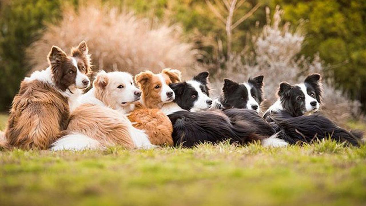 Top 7 thói quen chăm sóc sai âm thầm rút ngắn tuổi thọ chó