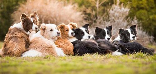 Top 7 thói quen chăm sóc sai âm thầm rút ngắn tuổi thọ chó