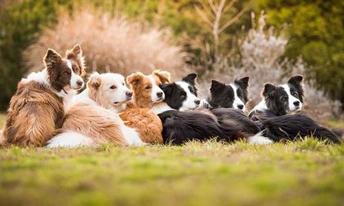 Top 7 thói quen chăm sóc sai âm thầm rút ngắn tuổi thọ chó