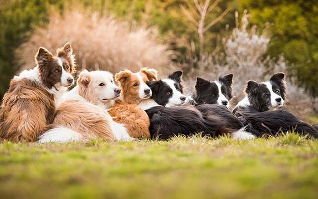 Top 7 thói quen chăm sóc sai âm thầm rút ngắn tuổi thọ chó