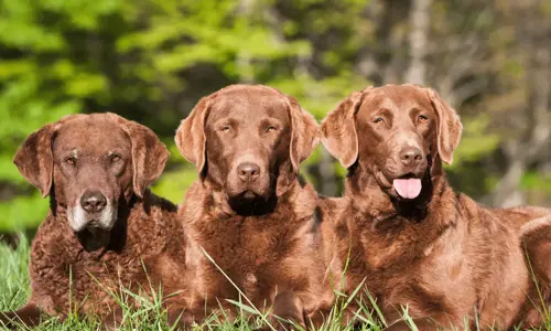 Bạn có biết giống chó nào là khó huấn luyện nhất?