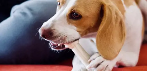 Những thói quen chăm sóc sai lầm khiến chó ngày càng dữ mà có thể bạn không biết