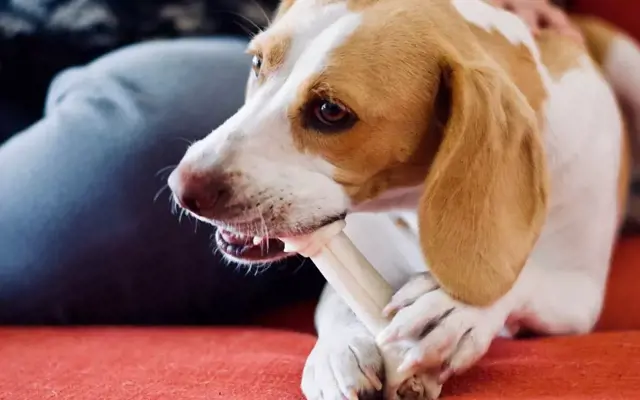 Những thói quen chăm sóc sai lầm khiến chó ngày càng dữ mà có thể bạn không biết