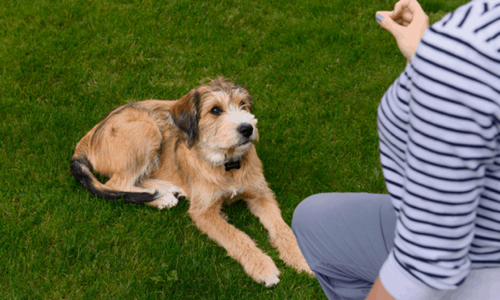 3 cách đơn giản để huấn luyện chó dữ trở nên hiền lành