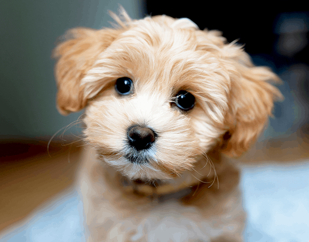 hình ảnh chụp cận cảnh gương mặt một chú chó maltipoo