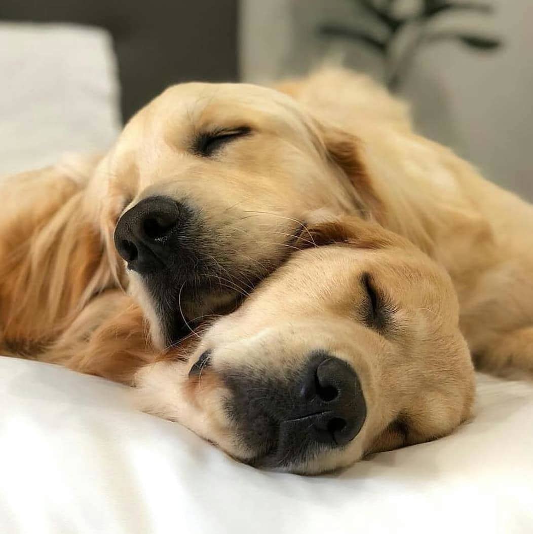 hai chú chó nằm ngủ đè lên nhau