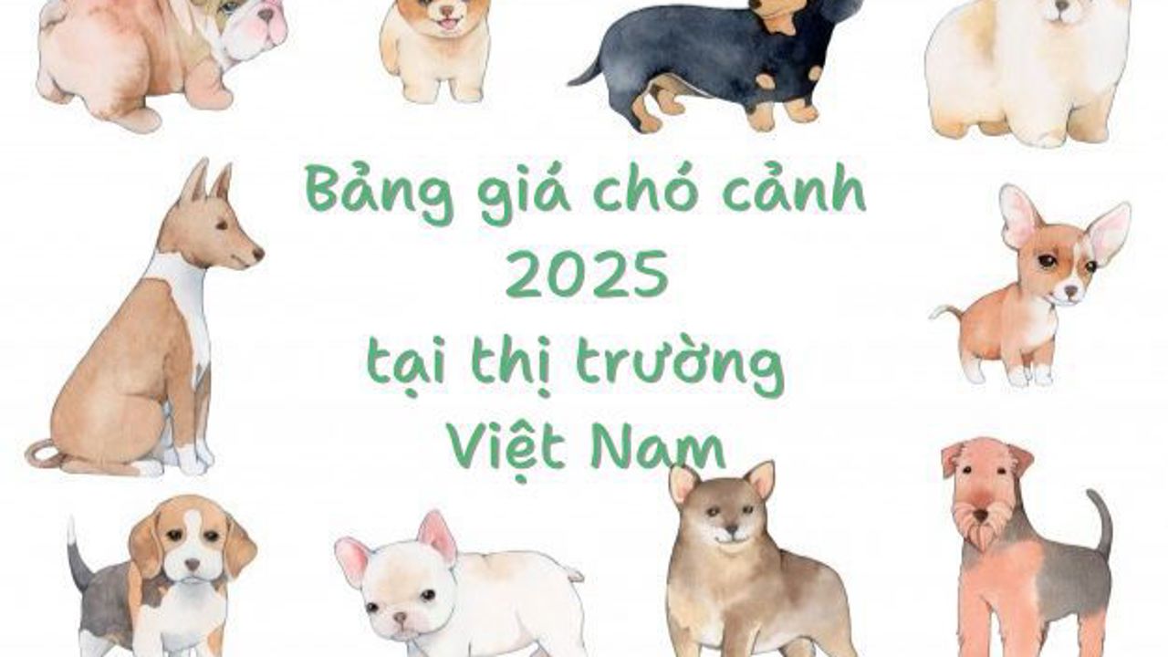 Các loại chó cảnh giá bao nhiêu? Bảng giá chó cảnh tại Hà Nội và các thành phố lớn ở Việt Nam