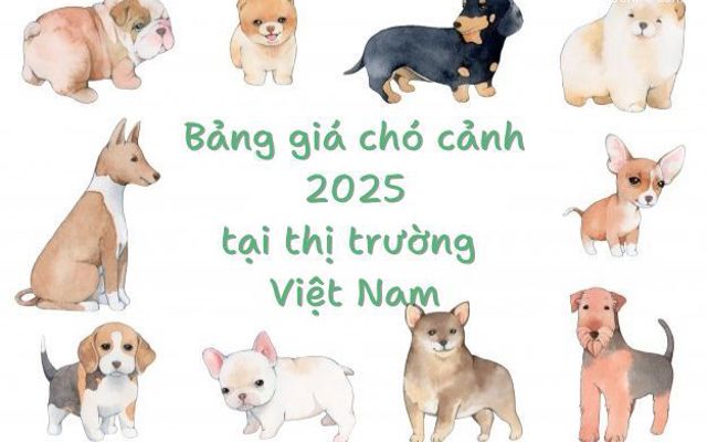 Các loại chó cảnh giá bao nhiêu? Bảng giá chó cảnh tại Hà Nội và các thành phố lớn ở Việt Nam