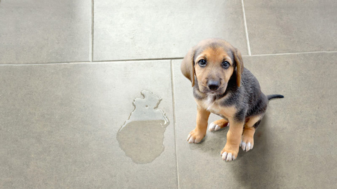 Những cách huấn luyện chó đi vệ sinh đúng chỗ