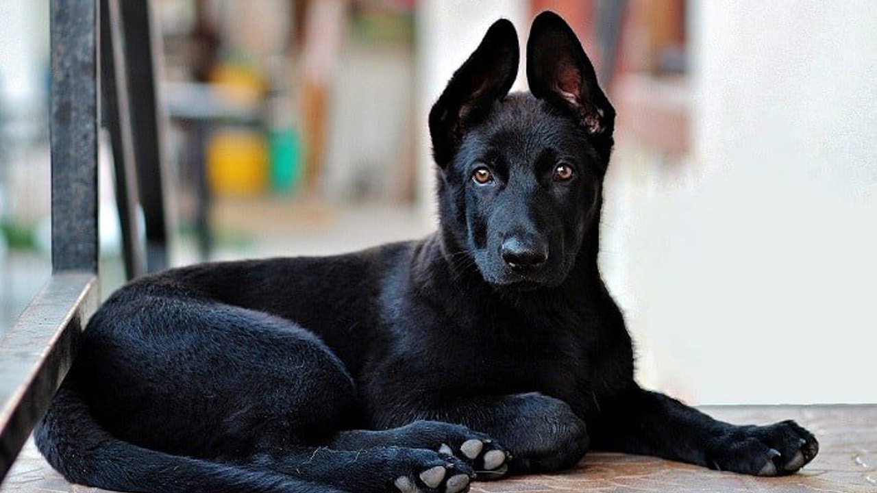 Chó mực - màu đen huyền bí và những điều bí ẩn về tâm linh